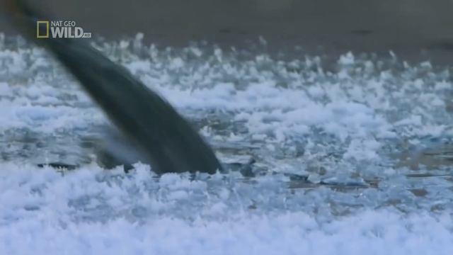 Удивительные Дикие животные Севера 🦌🐻