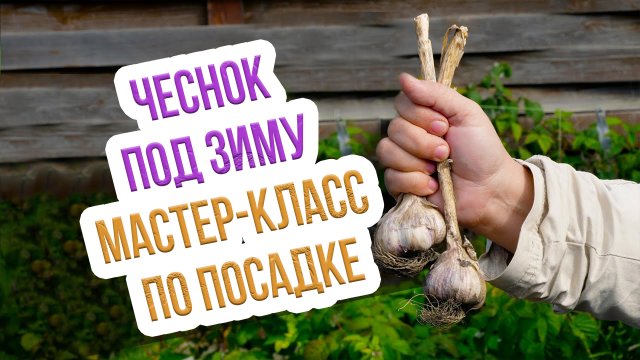 Посадка чеснока осенью под зиму - как делать ПРАВИЛЬНО! Пошаговый мастер Класс