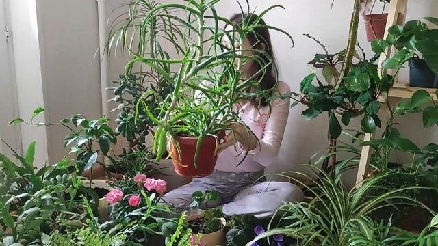 Обзор комнатных растений. Ошибки  при уходе за домашними растениями. Почему растения умирают?