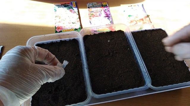 Посев петунии из гранул, способ посева в лунку