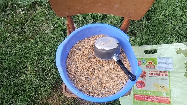 Чтобы Куры Хорошо Неслись. Секрет от Птицефабрики, чтобы Куры Неслись Каждый день. Чем Кормить Кур