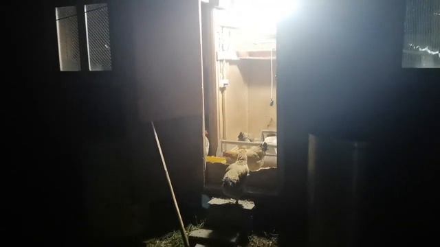 Какой лампой досвечивать курятник зимой, чтобы куры не снижали яйценоскость