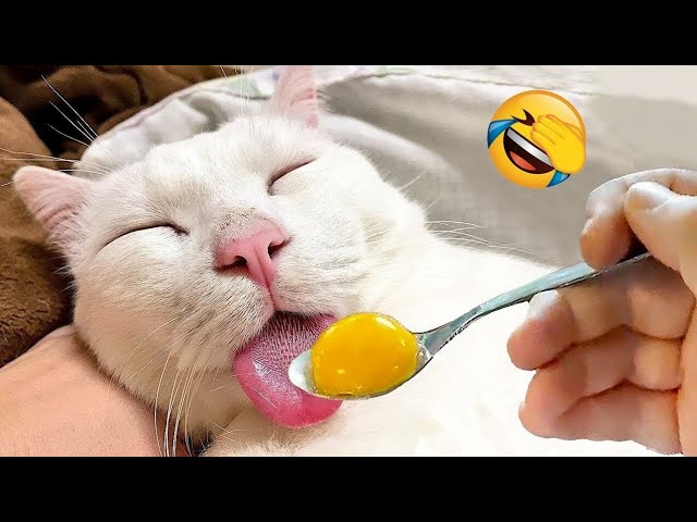 Новые смешные животные ? Самые смешные видео про кошек и собак ?? #2