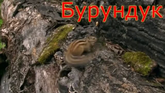 Развивающее видео для детей  Дикие животные и птицы России, Видео про животных
