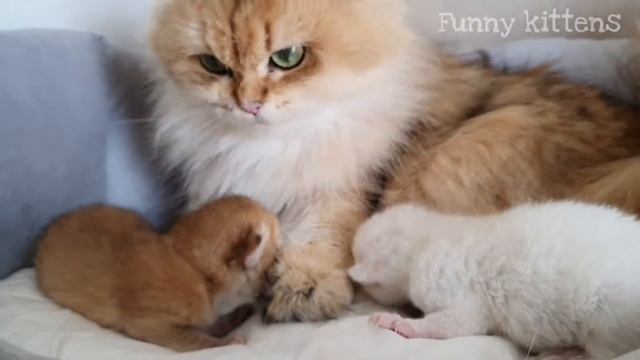 Маленькие котята пищат и зовут маму  Кошка Лиса спешит к своим малышам