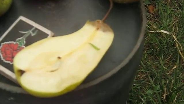 Груша Талгарская Красавица необычный вкус,урожайность,высокая устойчивость