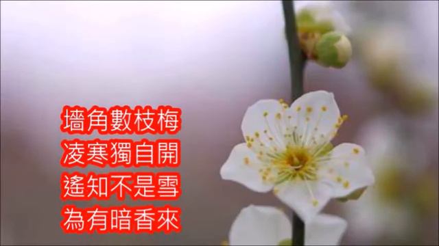 宋朝詩人王安石作詞     梅花      朱慧珍
