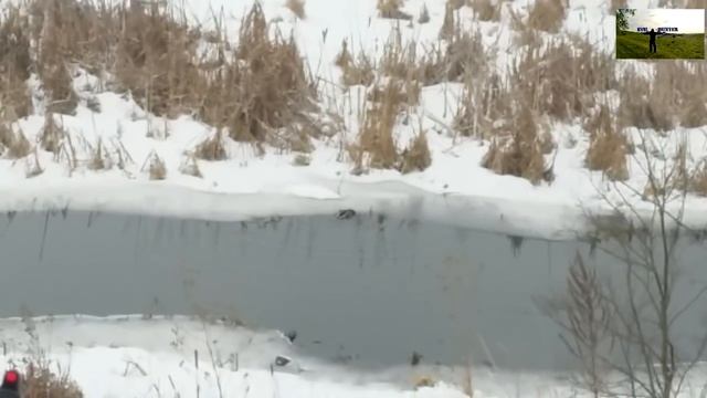 ХАТСАН 125!Охота на на утку пневматическое оружие хатсан 125 ......... Evil Hunter