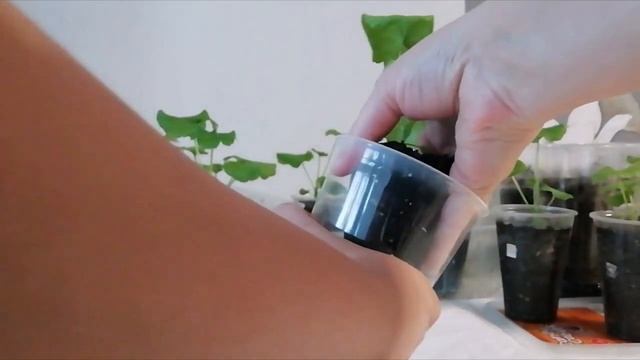 Почему скручиваются листья у пеларгонии? Ищу причину.