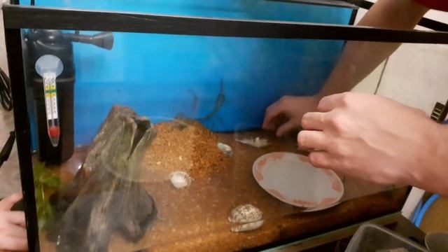 Запуск аквариума на 100 литров