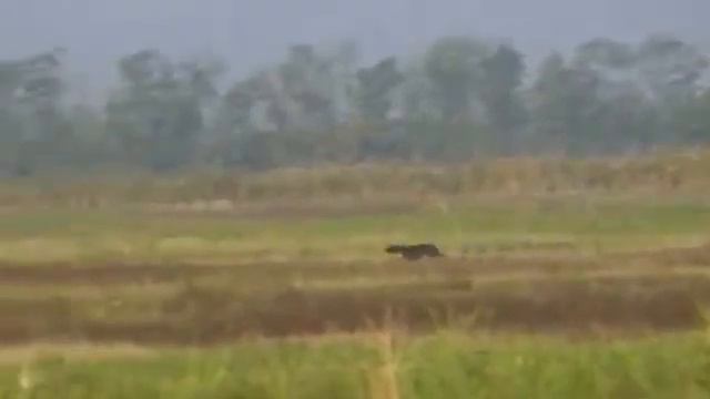 Степь широкая. Франческа Торри.