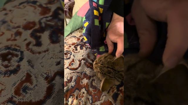 Как закапать капли в глаза котенку / кошке / коту