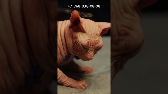 Тату Коту !  Юрец Удалец. Татуировки для кошек
