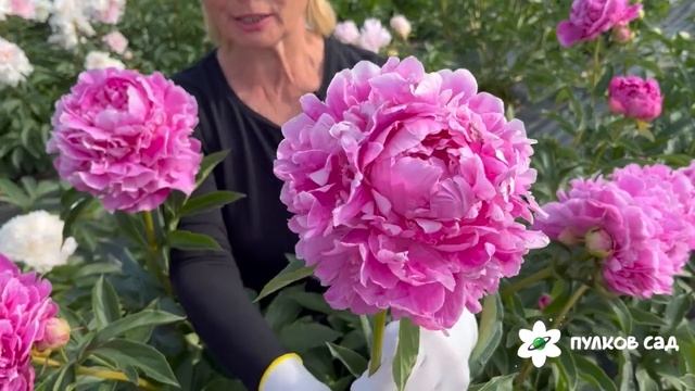 Clemenceau peony. Клемансо пион. Пулков сад