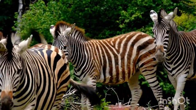 Звуки африканских животных:слон,жираф, черепаха,бегемот, зебра,гепард,лев,тигр. Голоса животных