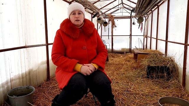 Зимнее содержание гусей. Чем кормить гусей зимой.