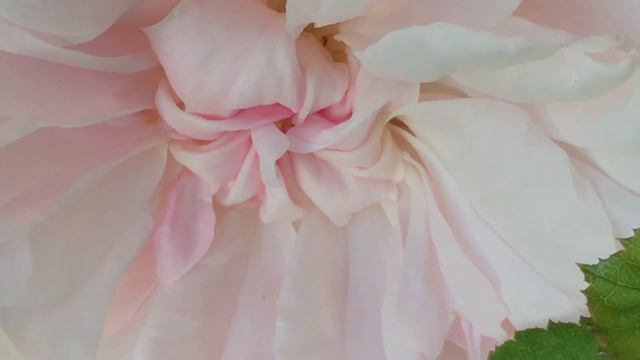 Rosier anglais 'Barbara Austin' de 'David Austin®' le rose lumineux