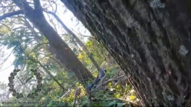 Трофейные кадры с экшн-камеры бойца ВСУ при попытке захвата опорника ВС РФ.