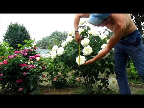 Роза ШОПЕН(Chopin) чайно гибридная. Роза ГИГАНТ!