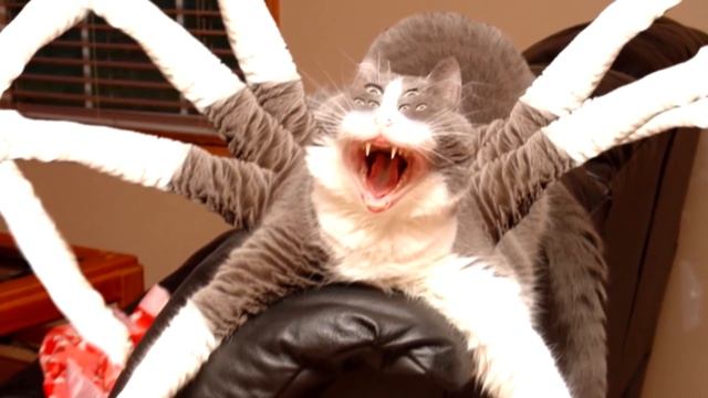 5 ДЕДОВ МОРОЗОВ СНЯТЫХ НА КАМЕРУ ч3 [Черный Кот]
