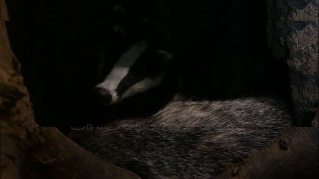 Какие животные впадают в спячку зимой ?