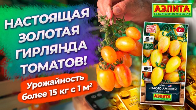 Уникальный томат ЗОЛОТО АМИШЕЙ, мы рекомендуем!