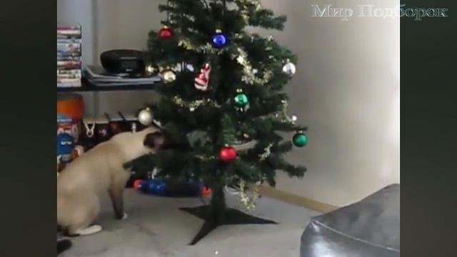 Смешные Кошки и Новогодние Елки - Кошки против Новогодних Елок