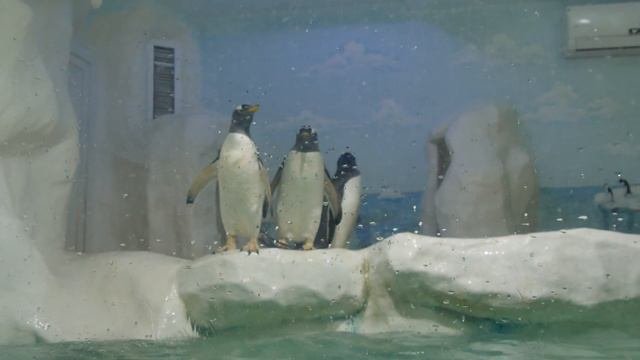Пингвины