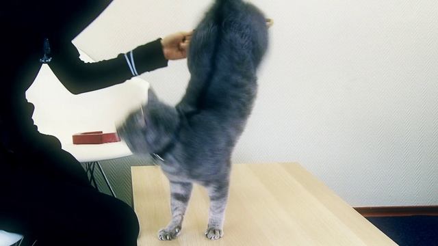 Кот Люкс