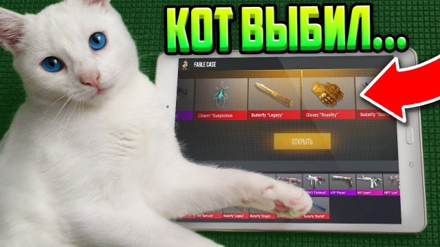 ШОК! КОТ ОТКРЫЛ КЕЙС И ВЫБИЛ