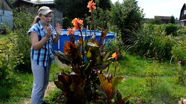 Как Вырастить Роскошные Канны | Канны посадка и уход