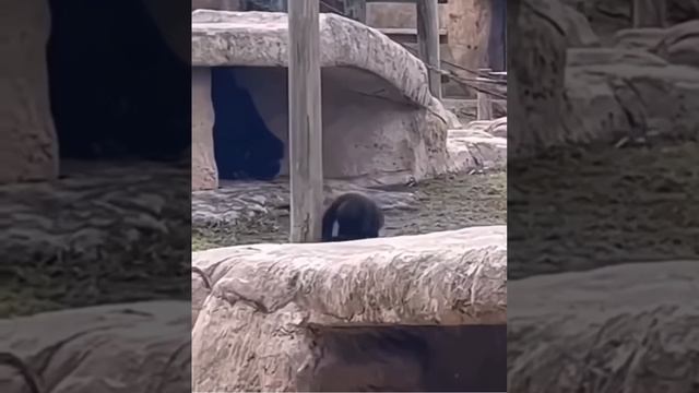 Смешные зверушки