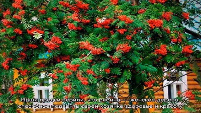 Как правильно сажать рябину возле дома, чтобы она принесла счастье, и что будет с теми, кто без пр.