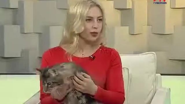 Питомник Мейн кунов ВОРКУН