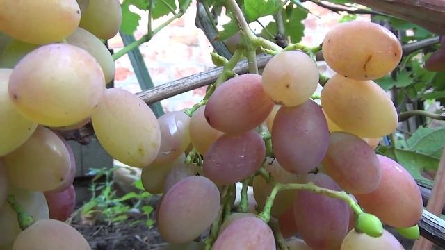 Виноград "Юбилей Херсонского Дачника".