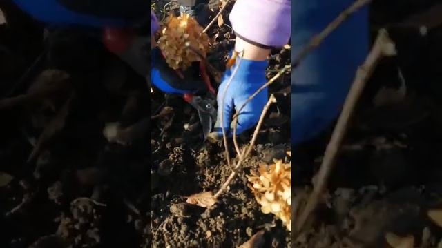 Правильная обрезка метельчатых гортензий в первый год посадки.