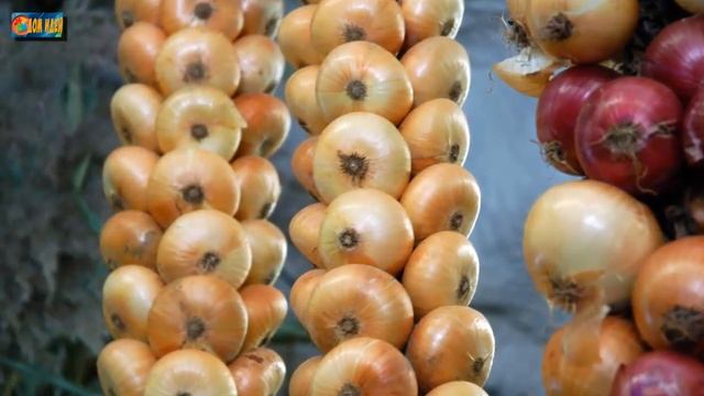 Лучшие сорта лука для хранения зимой прямо в квартире.