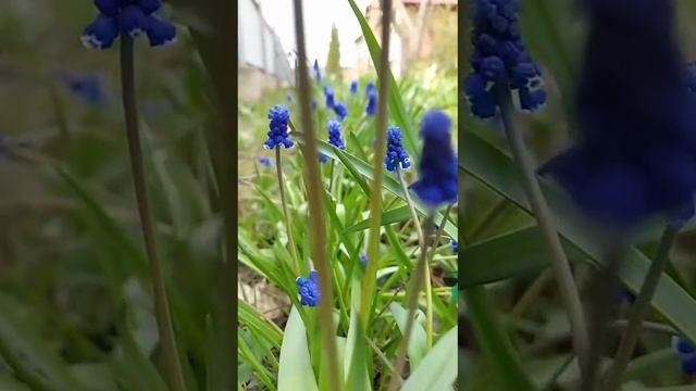 #весение цветы