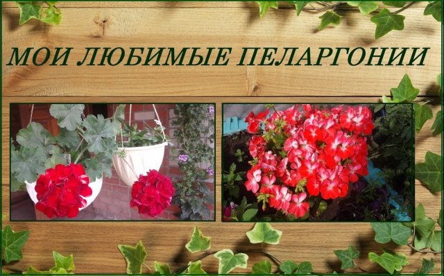 Мои любимые пеларгонии. Гибрид зональной и ампельной пеларгоний