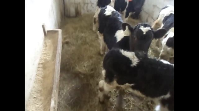 О кормлении телят 1-2 мес. ЗЦМ, БВМК, привесы, затраты.