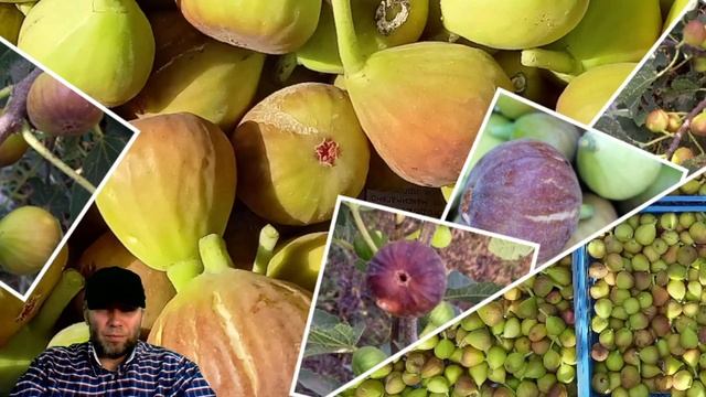 Выращивание инжира. Саженцы и черенки инжира. Лучшие сорта инжира. #владинжирный #саженцы #инжир