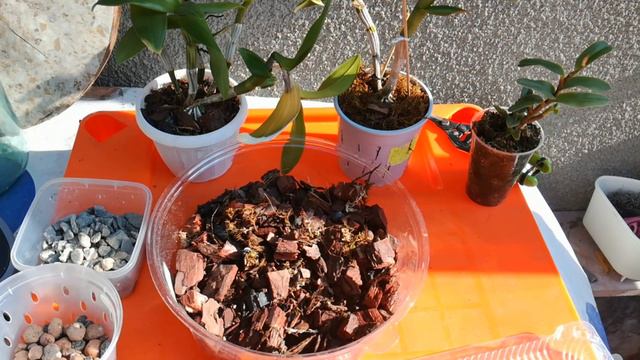 Пересадка Эпидендрума, обзор Дендробиумов в новом субстрате