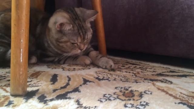Кошка и оса