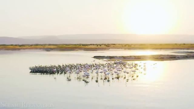 Африка 4к.mp4