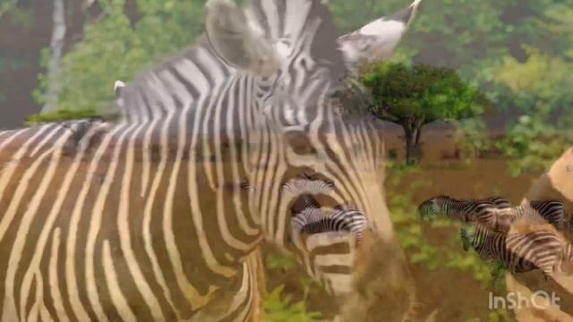 Zebra звуки зебры ? #sleep #animals