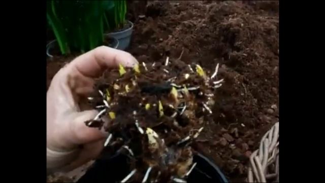 Калла от посадки до цветения, важные условия.