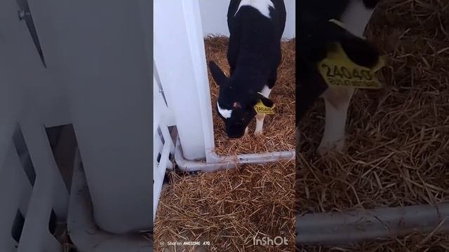 Всё включено,или программа "Комфортное жильё"