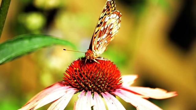 Красивые насекомые в Природе. Стрекозы, Жуки, Бабочки