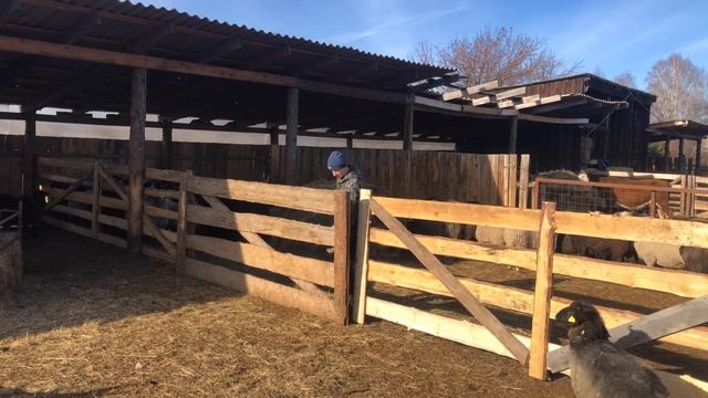 Случка овец 2022 г.