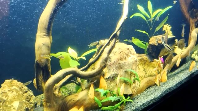 Аквариумный фильтр. Фильтр для аквариума.